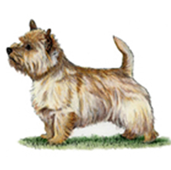 Norwich Terrier - Click Image to Close